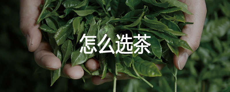 怎么选茶