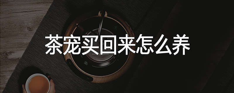 茶宠买回来怎么养
