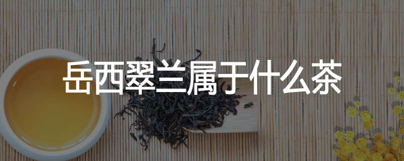 岳西翠兰属于什么茶