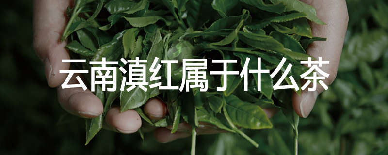 云南滇红属于什么茶