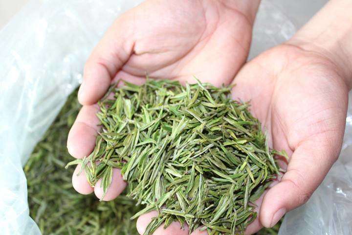 如何辨别安吉白茶