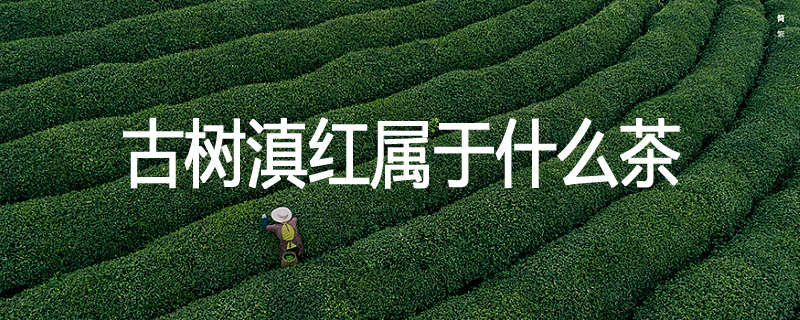 古树滇红属于什么茶