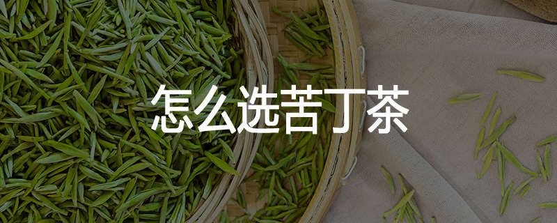 怎么选苦丁茶