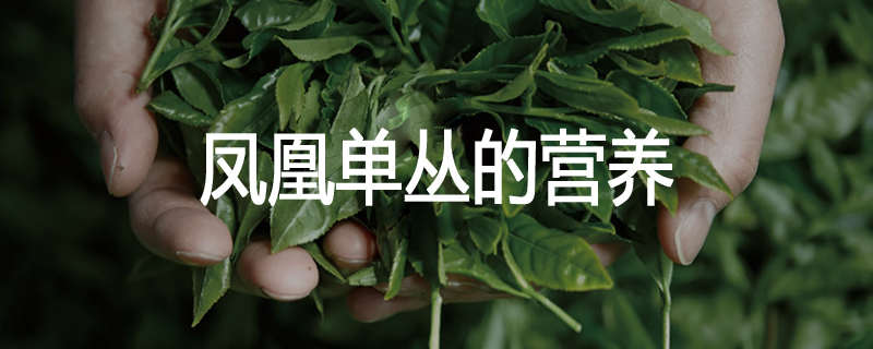 凤凰单丛的营养