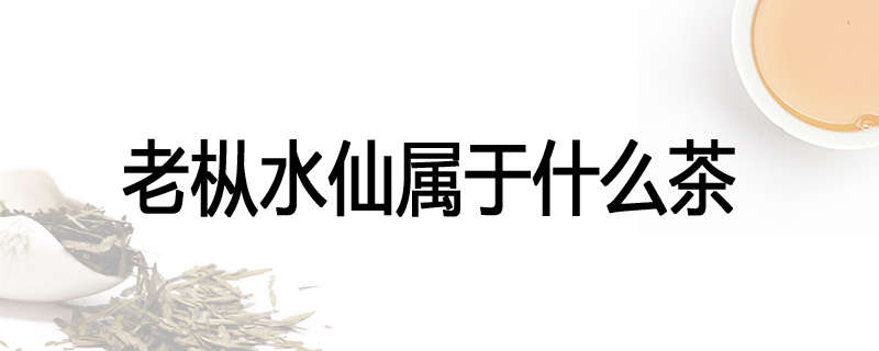老枞水仙属于什么茶
