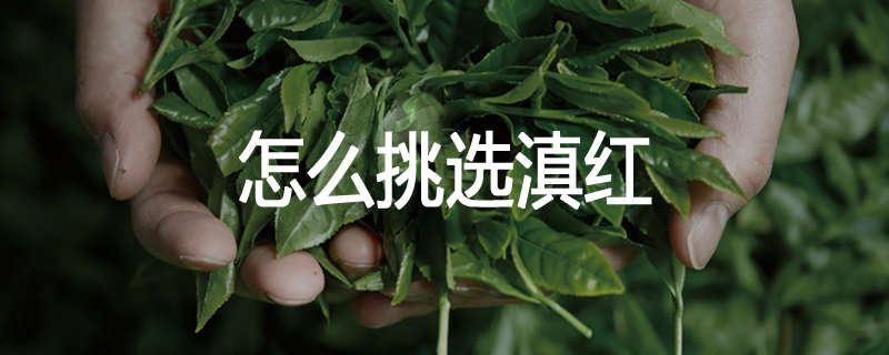 怎么挑选滇红