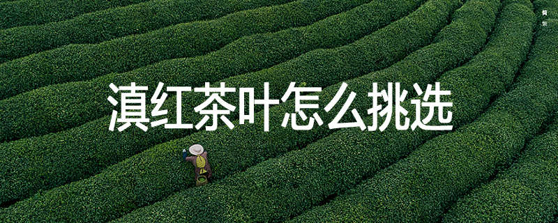 滇红茶叶怎么挑选