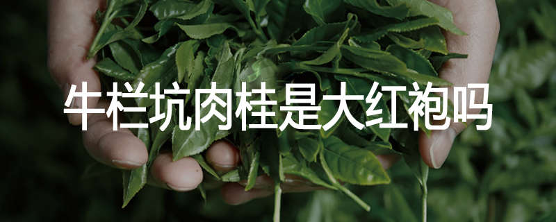 牛栏坑肉桂是大红袍吗