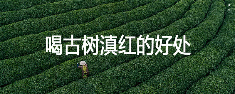 喝古树滇红的好处