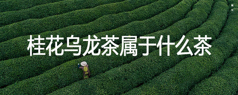 桂花乌龙茶属于什么茶
