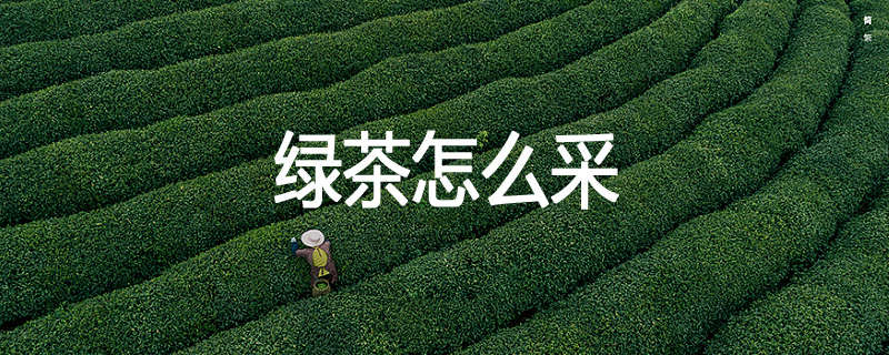 绿茶怎么采