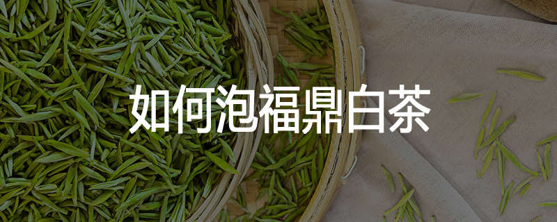 如何泡福鼎白茶