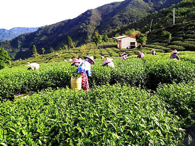 台湾茶有哪些