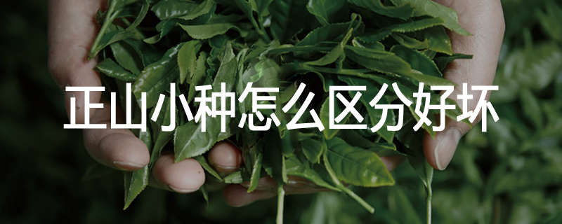 正山小种怎么区分好坏