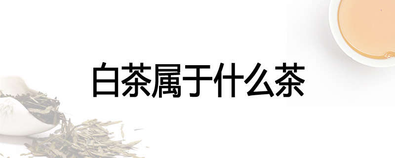 白茶属于什么茶