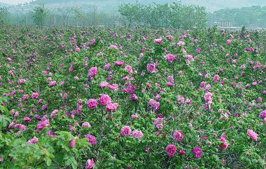 中国哪产的玫瑰花茶好