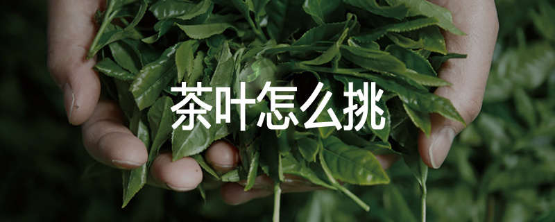 茶叶怎么挑