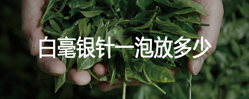 白毫银针一泡放多少