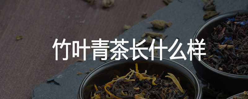 竹叶青茶长什么样