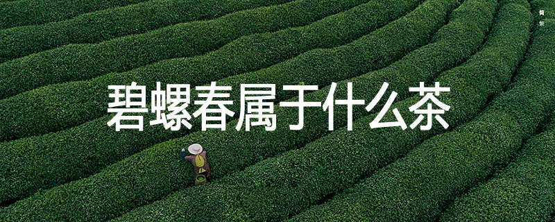 碧螺春属于什么茶