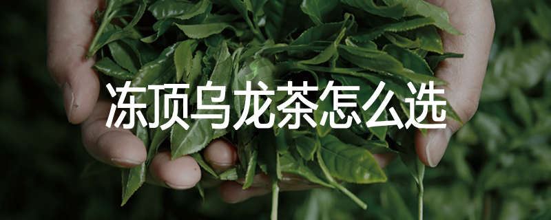 冻顶乌龙茶怎么选