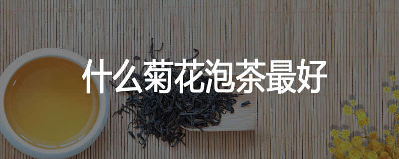什么菊花泡茶最好