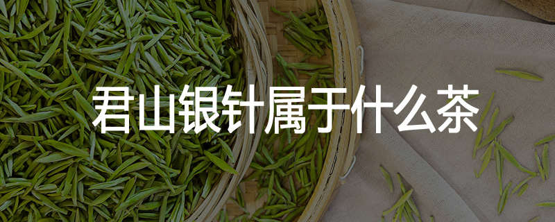 君山银针属于什么茶