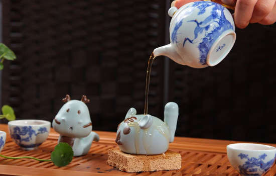 茶宠怎么养