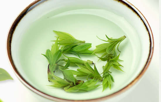 小叶苦丁茶能降压吗