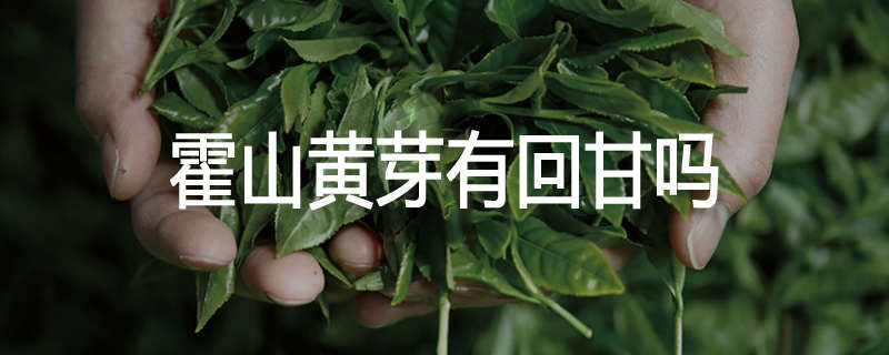 霍山黄芽有回甘吗