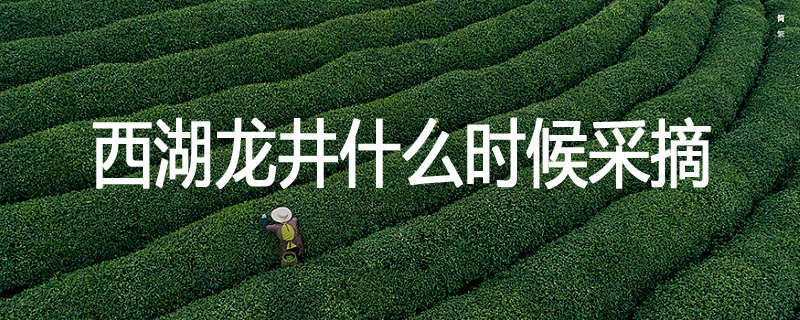 西湖龙井什么时候采摘