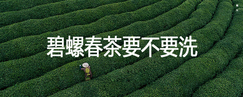 碧螺春茶要不要洗