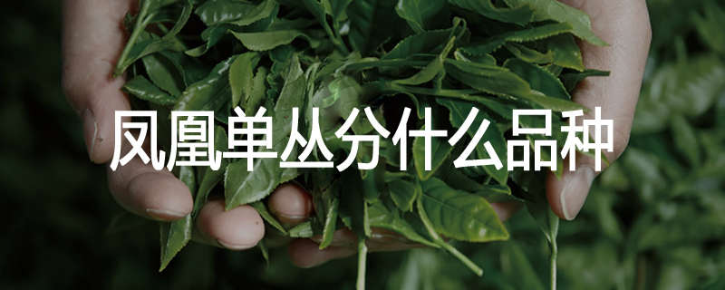 凤凰单丛分什么品种