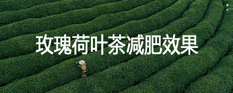 玫瑰荷叶茶减肥效果