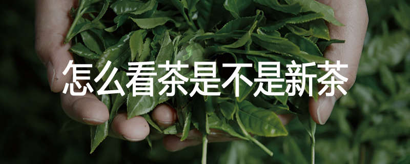 怎么看茶是不是新茶