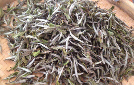 白牡丹茶怎么做