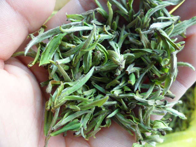 黄山毛峰属于绿茶吗