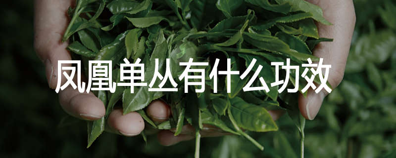 凤凰单丛有什么功效