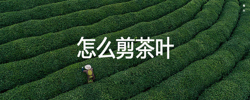 怎么剪茶叶