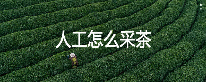 人工怎么采茶