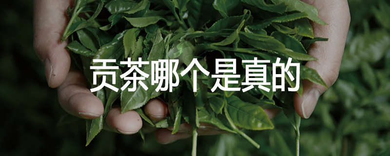 贡茶哪个是真的