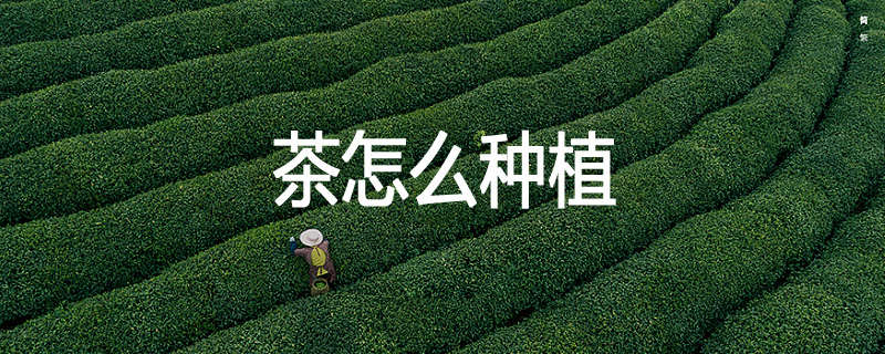 茶怎么种植