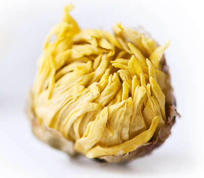 胎菊是什么颜色
