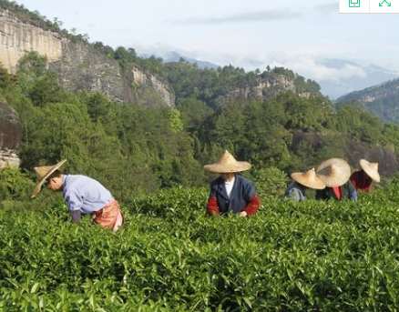茶叶是怎么做出来的