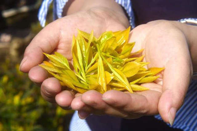 黄金茶保质期多久