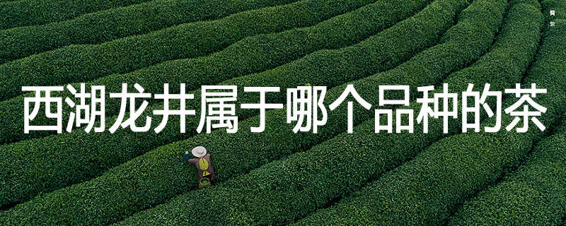 西湖龙井属于哪个品种的茶
