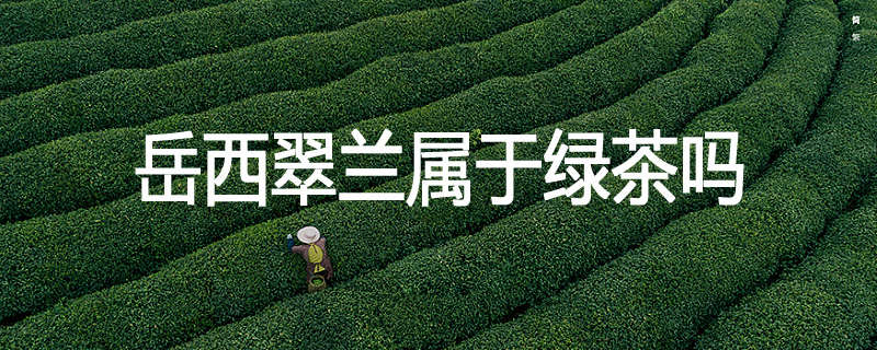 岳西翠兰属于绿茶吗