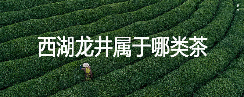 西湖龙井属于哪类茶