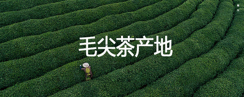 毛尖茶产地
