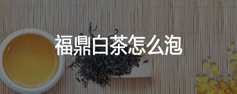 福鼎白茶怎么泡